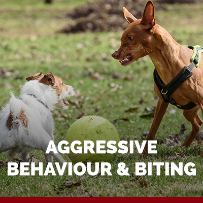 aggression in dogs dog training
