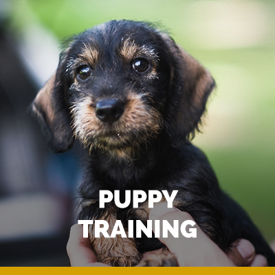 Puppy training