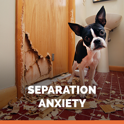 separation anxiety in dogs 