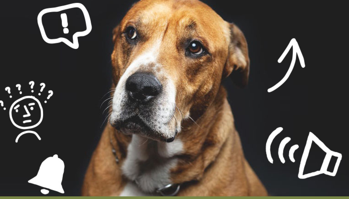 5 Ways to Screw up Your Dog The Dog Man