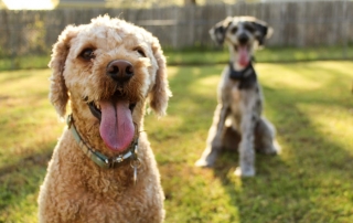 121 dog behaviour training - canine coaching