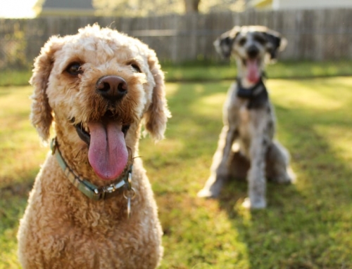 121 dog behaviour training – canine coaching