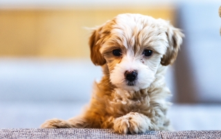 How to tell if your pup is from a puppy farm