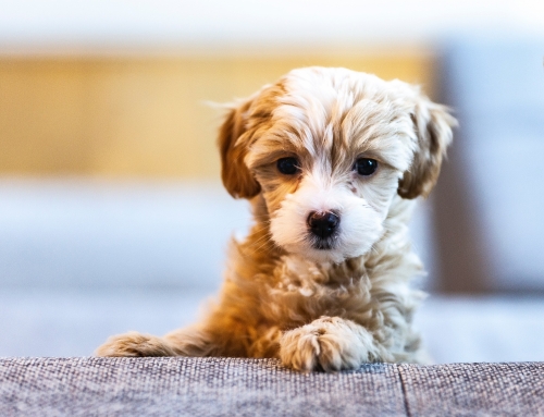 How to tell if your pup is from a puppy farm