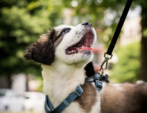 What age to start leash training a puppy?