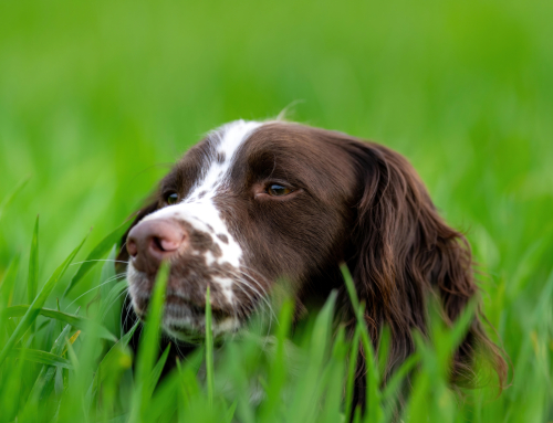 Do I choose an English Springer Spaniel?