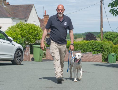 How do I stop my dog pulling?