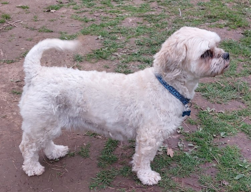 Why Protein Receptors Make Dogs Love Training Rewards: The Science Behind Motivation?