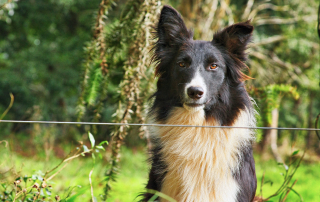 Black and white border collie sitting alert in a grassy field typical of working breed rescue Dog adapt to new environment