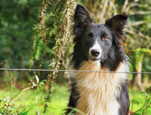 Why Rescue Dogs Change After Adoption