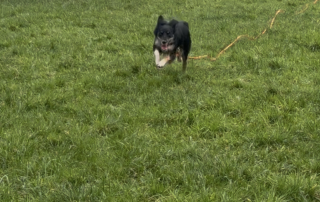Rescue collie practising recall Training using a training line made from Biothane®