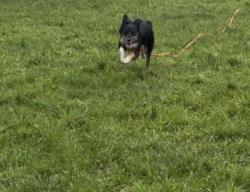 Why Your Dog Doesn’t Come Back When Called (And What To Do About It)