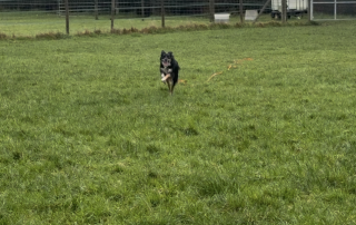 Working colleague returning to handler join recall Training