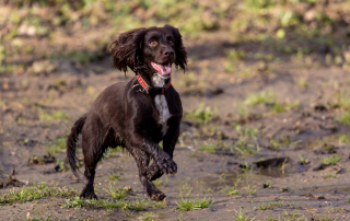 Working cocker spaniel showing high energy and focus during training