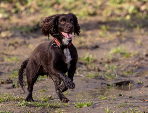 Working Cocker Spaniel Behaviour Problems: Why They Happen & How to Fix Them