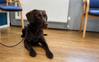 Buddy the Springador waiting calmly at the Vet veterinary practice for routine check.